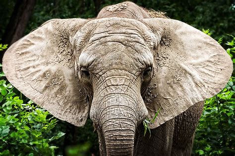 Ear By László Oláh Via 500px Majestic Elephant Animals Animal