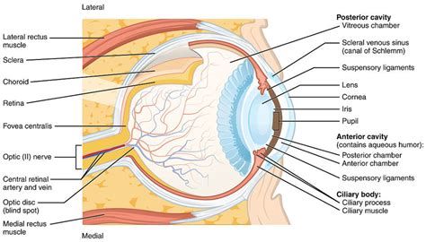 Anatomy And Structure Of The Human Eye With Diagrams Owlcation