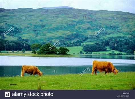 Highland Cows In Scotland Stock Photo 19064298 Alamy