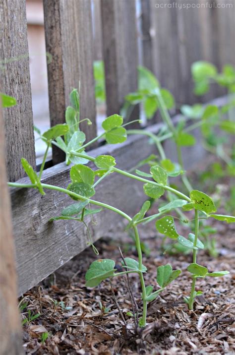 Basics To Growing Sugar Snap Peas A Crafty Spoonful