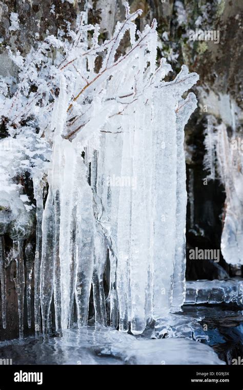 Icicles Hanging From Tree Branches Hi Res Stock Photography And Images