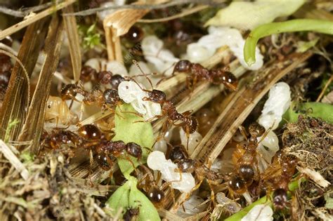 Fire Ants With Pupae Stock Image C0216478 Science Photo Library