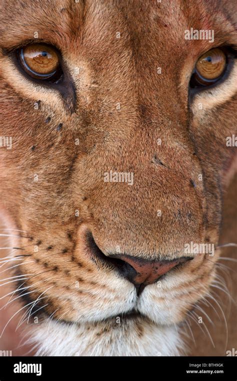 Spotted Lion Hi Res Stock Photography And Images Alamy