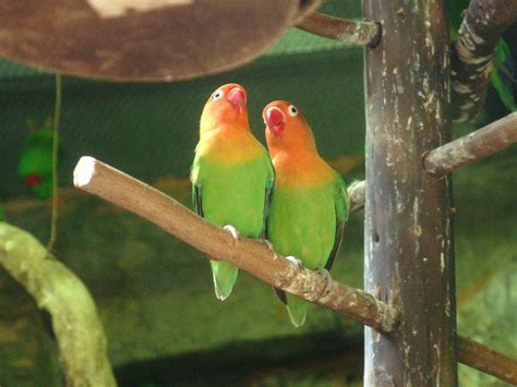 Love Bird Wallpapers Wallpaper Cave