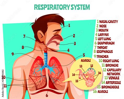 Human Respiratory System Vector Illustration Cartoon Medical Design Of Man Body With Lungs