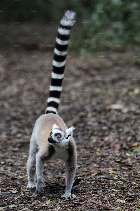 Ring Tailed Lemur Lemur Catta High Quality Animal Stock Photos