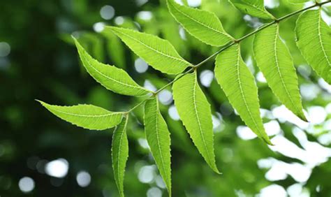 Neem Herb Nutrition Know More About Its Benefits And Uses Herbs Report
