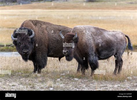 American Bison Bull Guarding Cow During The Annual Rut Stock Photo