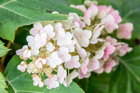 Hydrangea Plant Care And Growing Guide
