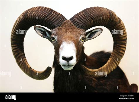 Head Shot Closeup Of An Adult Male Mouflon On The Wall As Taxidermy
