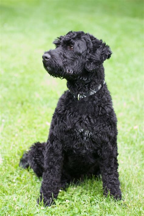 Portuguese Water Dog Breed Information And Photos Thriftyfun