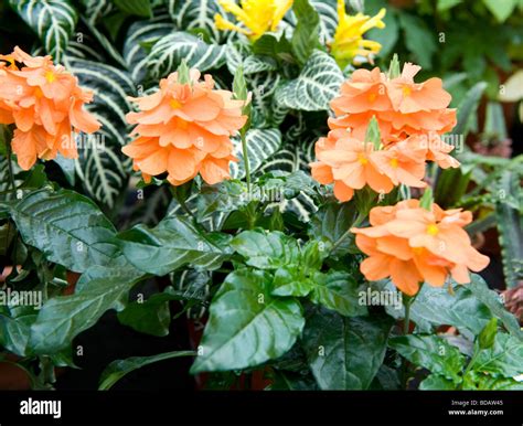 Crossandra Fortuna `rich Beauty` Beautiful Full Colour Pot Plant Stock
