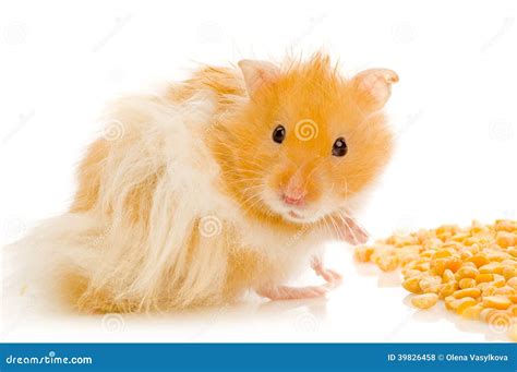 Syrian Hamster Stock Photo Image Of Whisker Closeup 39826458