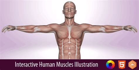 If you know where muscles attach and how they contract then you can know how to. Interactive Human Muscles Illustration | Human muscular ...