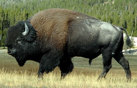 Bison Or Buffalo Are Large Even Toed Ungulates Two Extant And Four