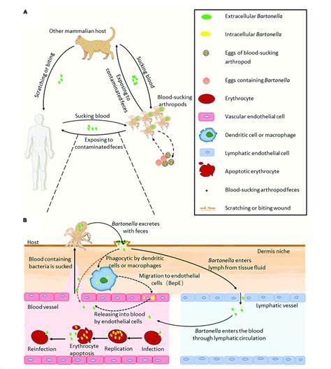 Model Of Bartonella Infection Cycle A The Process Of Bartonella