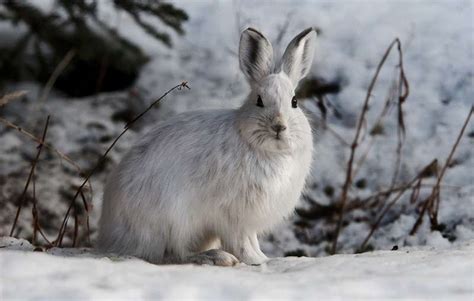 What Do Wild Bunnies Eat In Winter 10 Rabbit Foods In Winter 2023