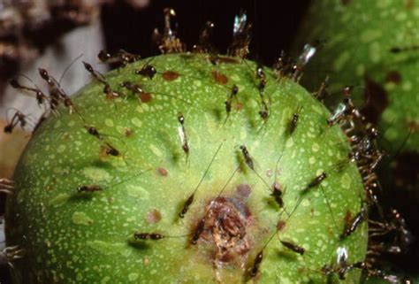Parasitic Fig Wasps Penetrate Figs With Zinc Hardened Drill Bit Tips To