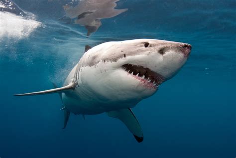 Download Animal Great White Shark Hd Wallpaper