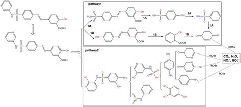 Reaction Pathway Of Oxidation Degradation Of Sulfasalazine By O3 H2o2 Download Scientific