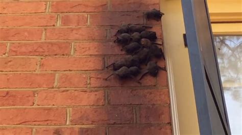 Bats behind shutters - YouTube