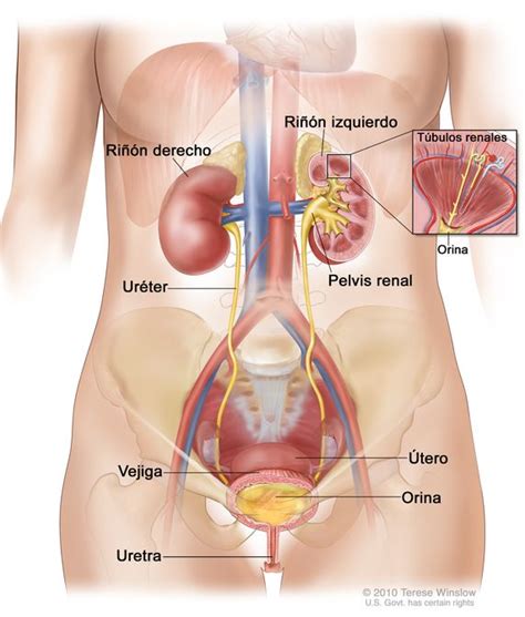 De Que Se Encargan Los Ureteres Dinami