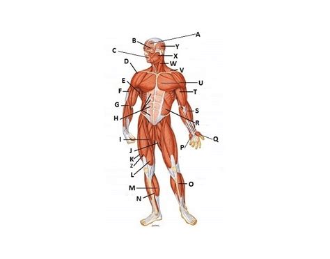 Major Muscles of the body Anterior