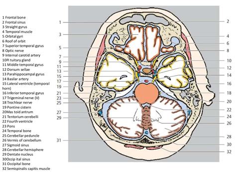 Basics Of Ct Head