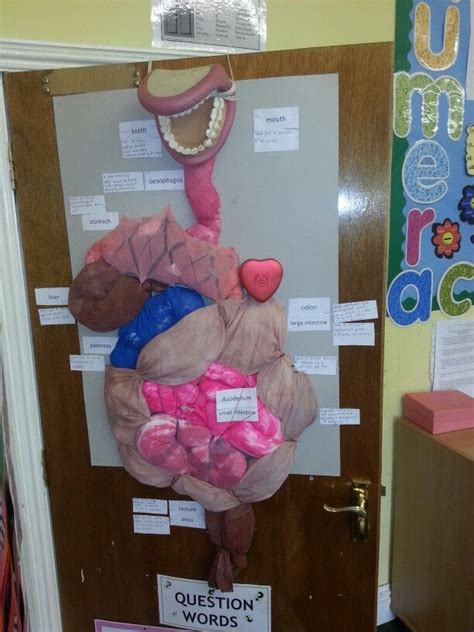 Students are first paired and are placed in a position such that they don't face each other. 3D digestive system | Digestive system project, Human body ...