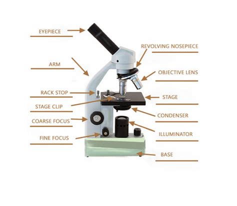 Parts Of The Microscope With Labeling Also Free Printouts