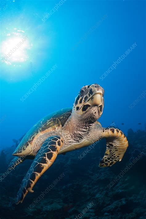 Hawksbill Turtle Stock Image C0318721 Science Photo Library