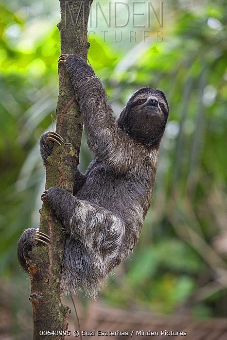 Brown Throated Three Toed Sloth Stock Photo Minden Pictures