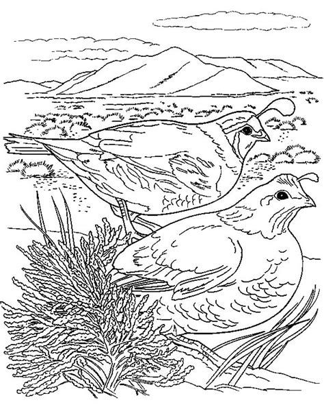 Download and print free scaled quail coloring pages to keep little hands occupied at home; Couple Of California Quail Coloring Page : Color Luna