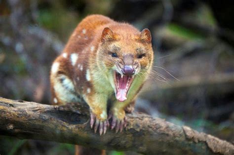 The Tiger Quoll Dasyurus Maculatus Also Known As The Spotted Quoll