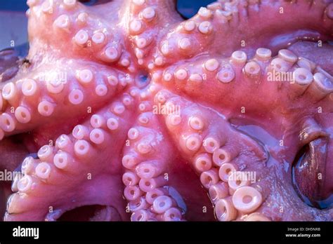 Fresh Octopus With Suction Cups Stock Photo Alamy