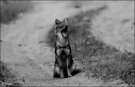 Jackal | Golden Jackal / Common Jackal - While we were in Ba… | Flickr