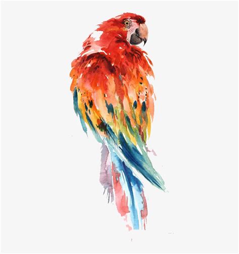 Parrot Watercolor Painting Bird Drawing Art Parrot Watercolor Png