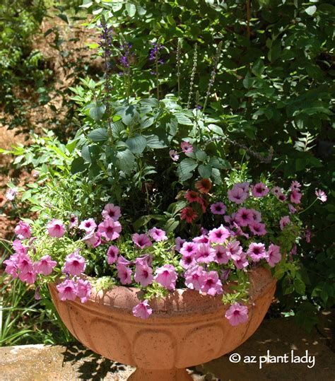 Create A Hummingbird Garden In A Container Ramblings From A Desert Garden