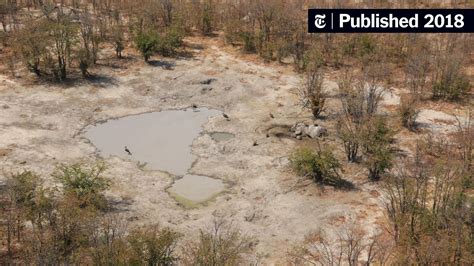 Scores Of Dead Elephants Found In Botswana ‘poaching Frenzy The New York Times