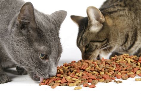 Both dry and wet food have pros and cons. What's the Best Food to Feed Your Cats? - USA Pet Cover