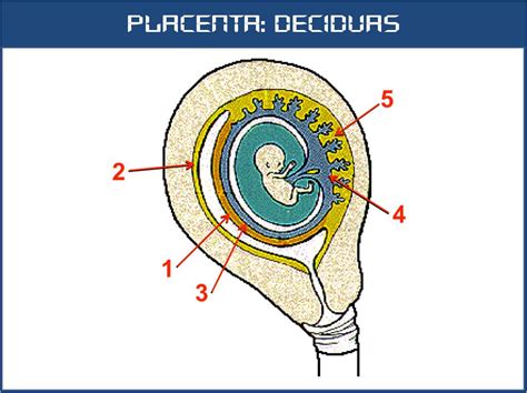 Sos Embriologia Humana Placenta Deciduas