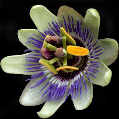 Passion Flower Oil Or Passiflora Edulis Is Used To Promote Relaxation
