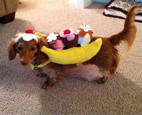 Lol Awesome Doxie Banana Split Funny Dachshund Cute Animals