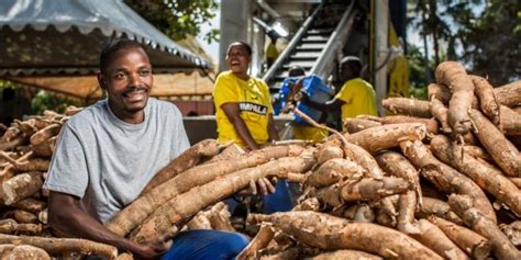 Nigeria Spends Over 580 Mln On Cassava By Products Imports Annually