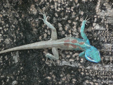 Blue Crested Lizard Fun Animals Wiki Videos Pictures Stories