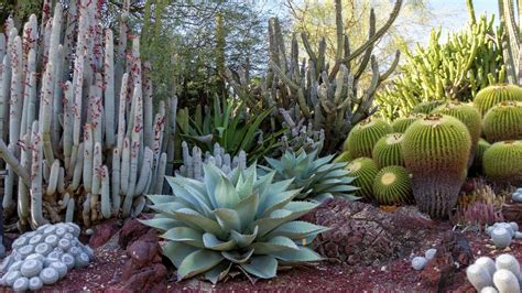 How To Choose Drought Tolerant Plants Bunnings Australia