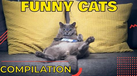 Funny Cats Tiktok 2022 Compilation 🐱 Cats Tiktok Compilation 2022 🐱