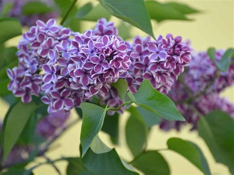 14 Fast Growing Privacy Shrubs And Hedges In 2020