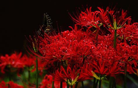 Red Spider Lily Wallpapers Top Free Red Spider Lily Backgrounds