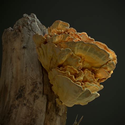 Wood Mushrooms On A Trees Laetiporus Sulfur Yellow Fungi Modelo 3d